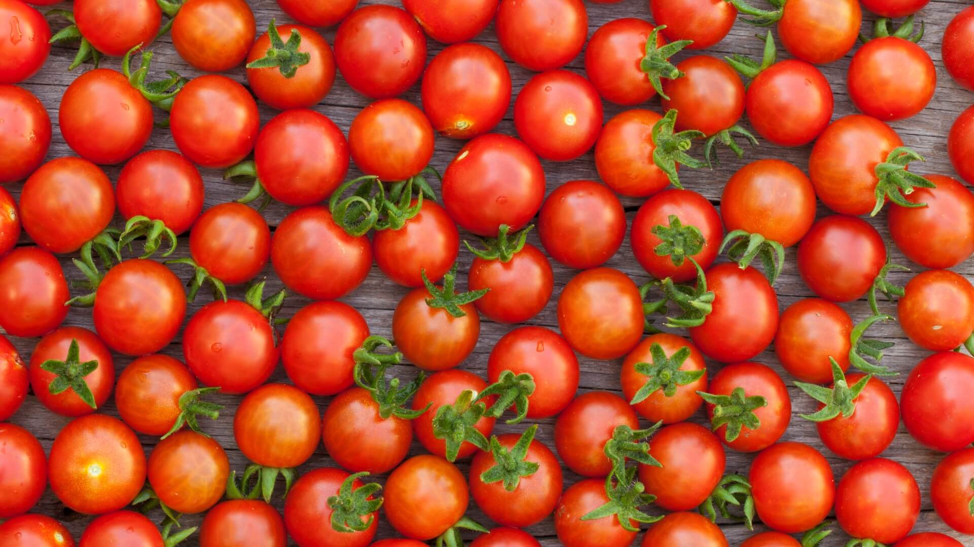 Lee más sobre el artículo La contribución de Aran a la industria mundial del tomate.